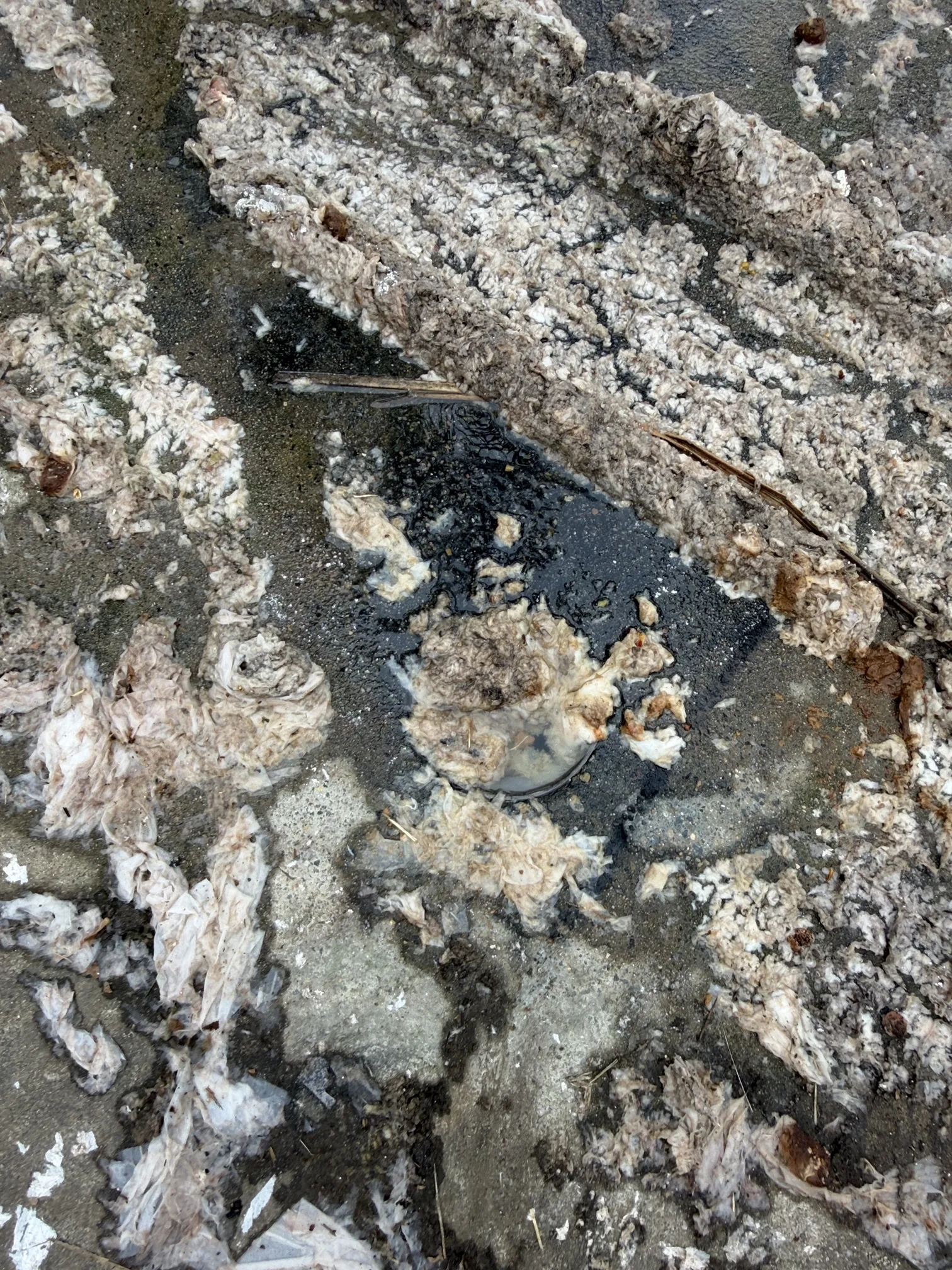 Blocked drain cleared in Denham Court 2565, March 2026