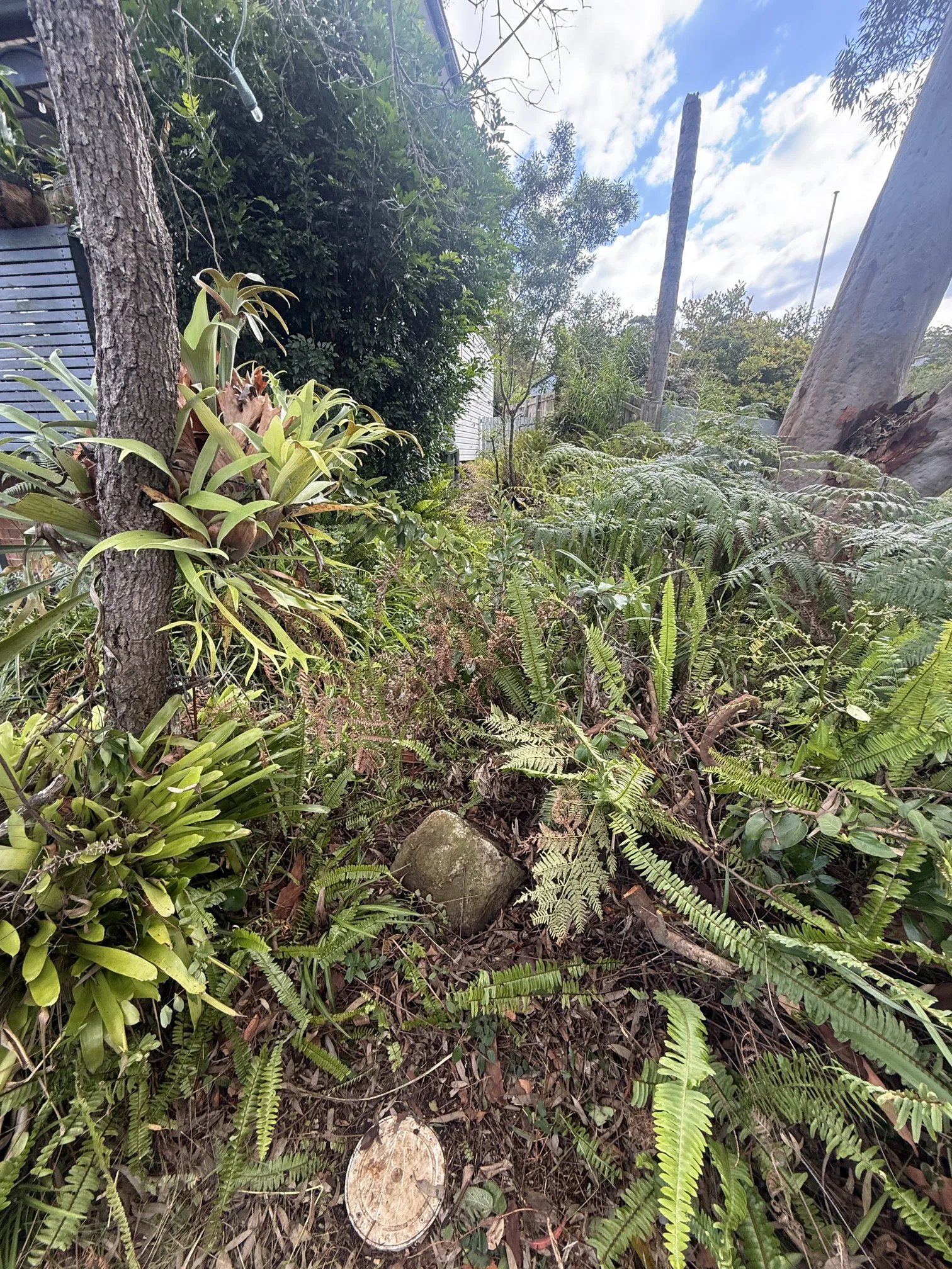 Blocked drain cleared in Allambie Heights 2100, April 2026