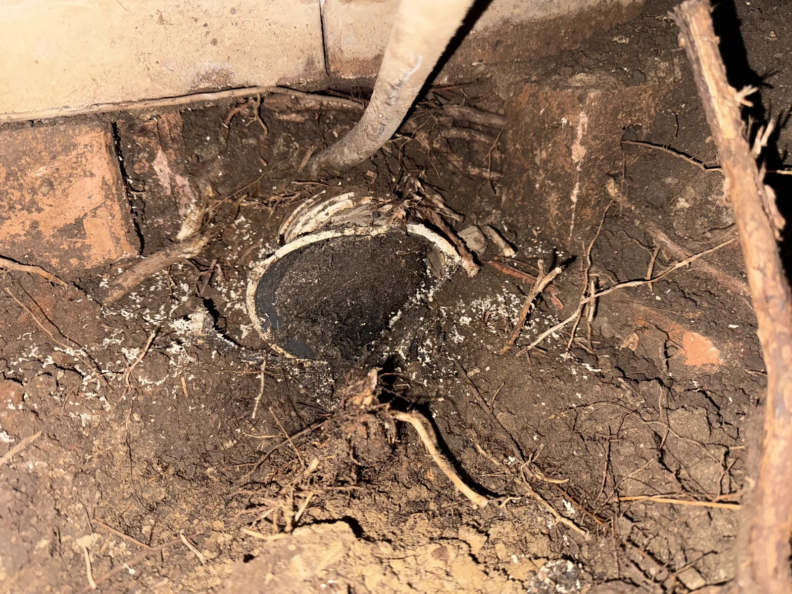 Excavated drain showing tree roots at the pipe joint on a Mr Splash job in Prospect