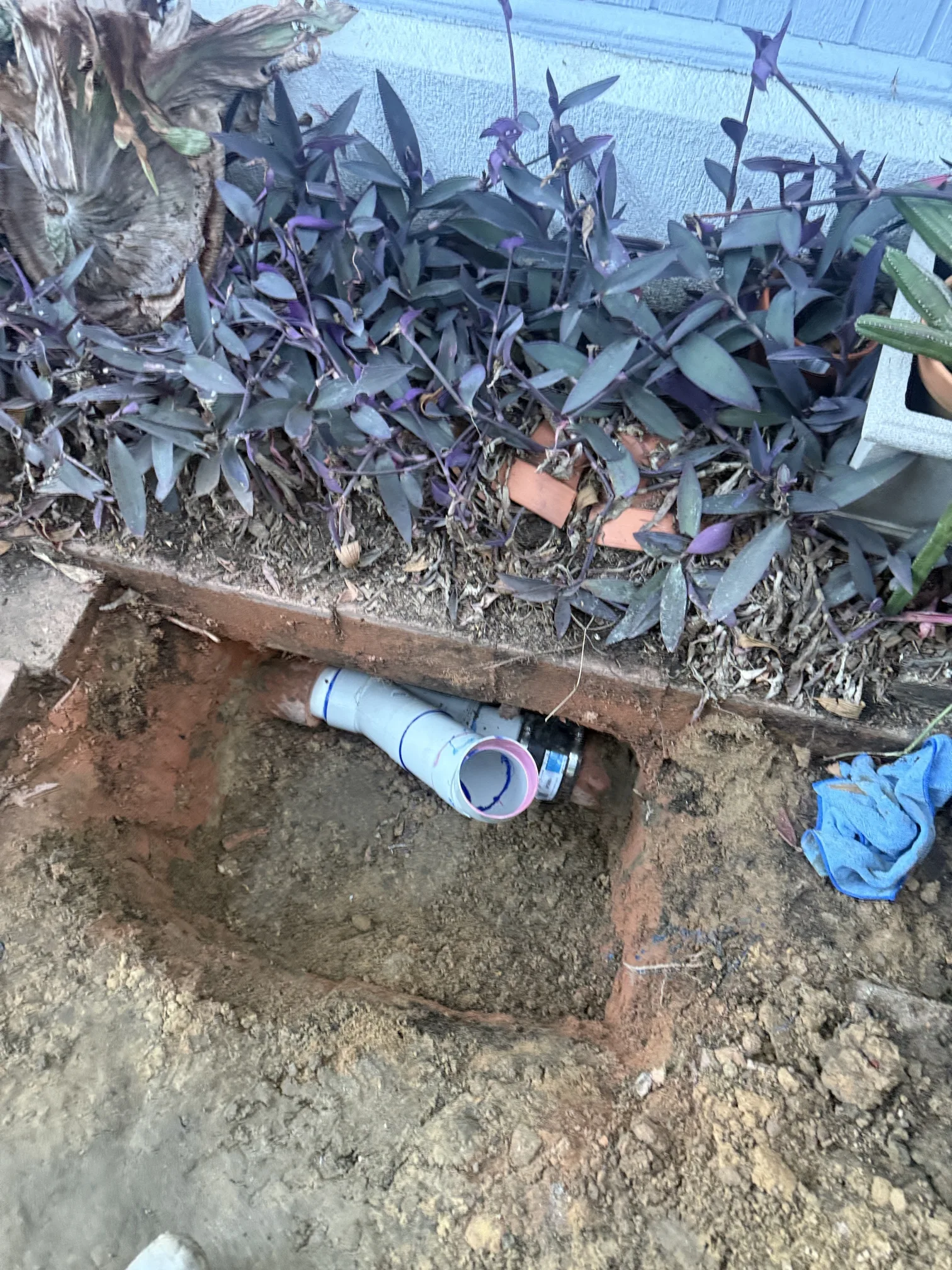 Excavated sewer pipe with tree root damage on a Mr Splash job in Putney