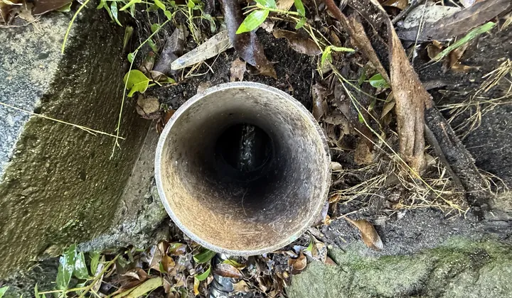 Open sewer inspection pipe in a garden bed