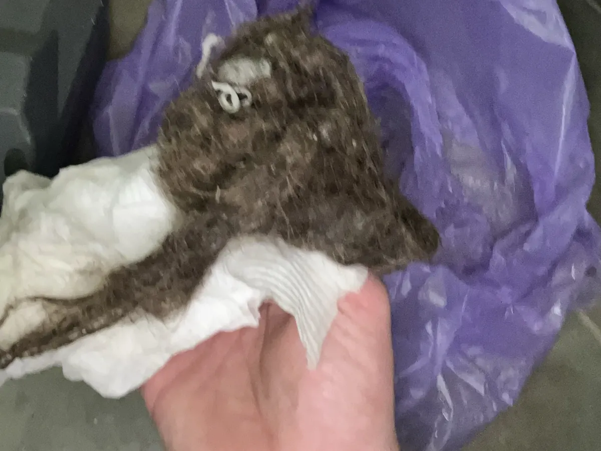 Matted hair and grease pulled out of a blocked drain and bagged in Erskineville