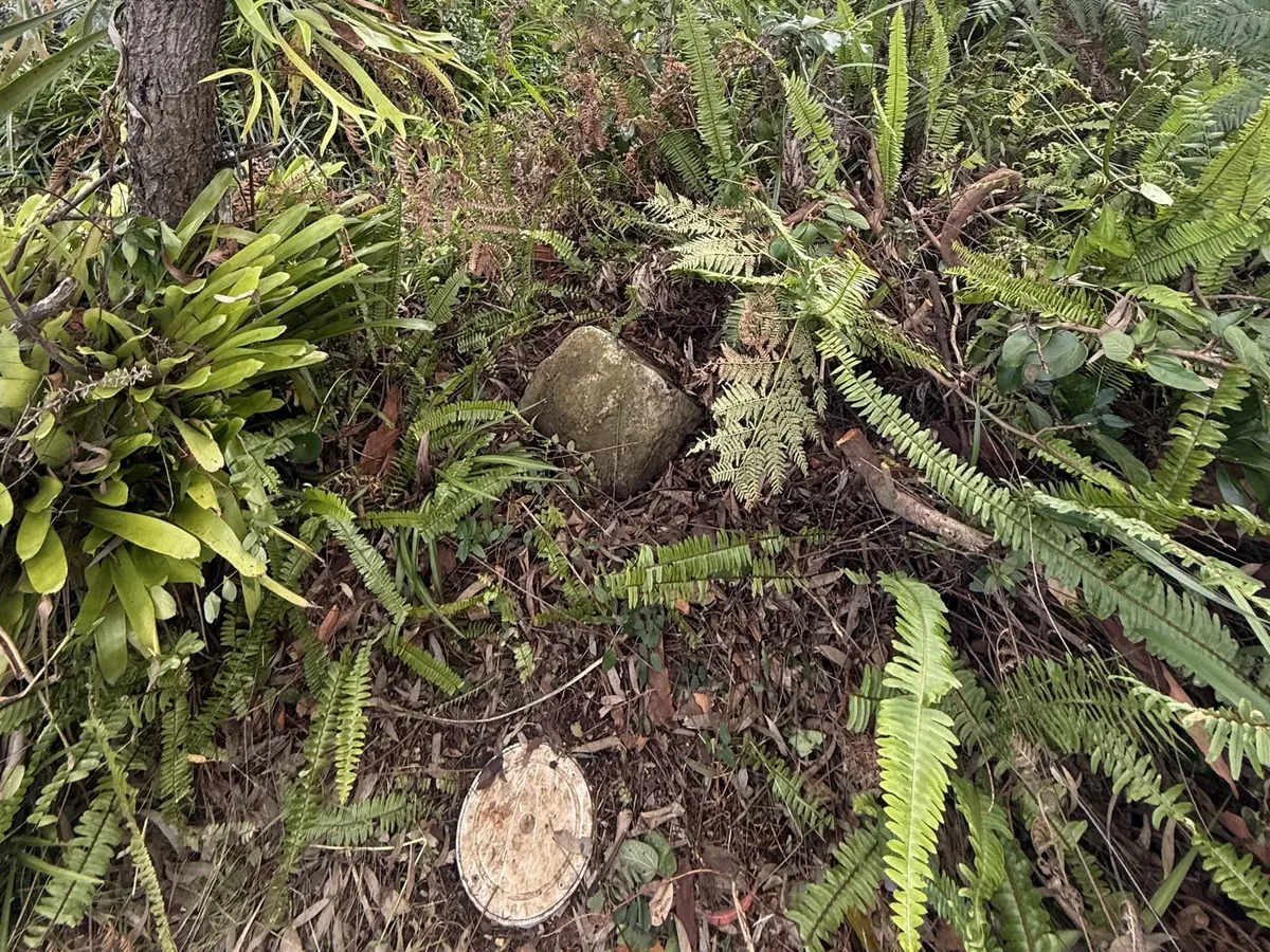 Sewer inspection cap among ferns beside a tree in the garden in Allambie Heights