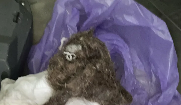 Mat of hair and grime pulled out of a blocked drain, held over a bin bag in Erskineville