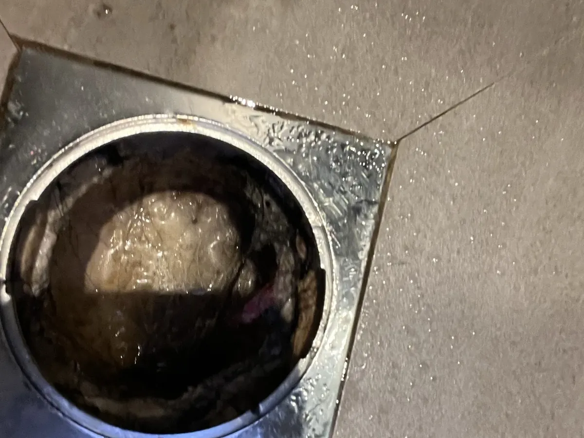 Square shower floor waste with the grate off, full of standing water and a clump of hair, in Asquith