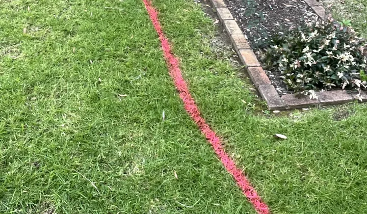 Pink marker paint sprayed in a line across a front lawn beside a garden bed in Baulkham Hills