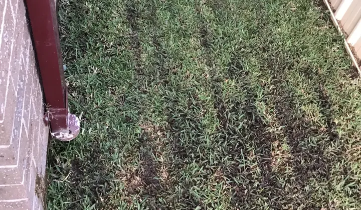 Strip of lawn along the brick wall of a house in Glenmore Park
