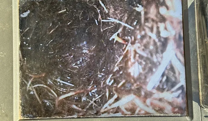 Drain camera screen showing tree roots packed inside a sewer pipe at a business in Quakers Hill