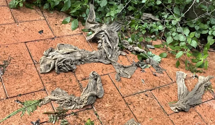 Wet wipes and rags pulled out of a blocked sewer drain, lying on terracotta pavers in Earlwood