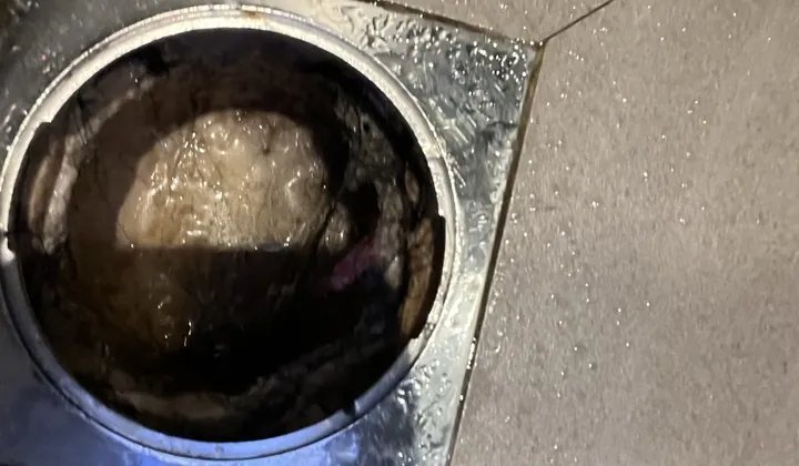 Shower floor waste with the grate off, full of water and a clump of hair and soap scum, in Asquith