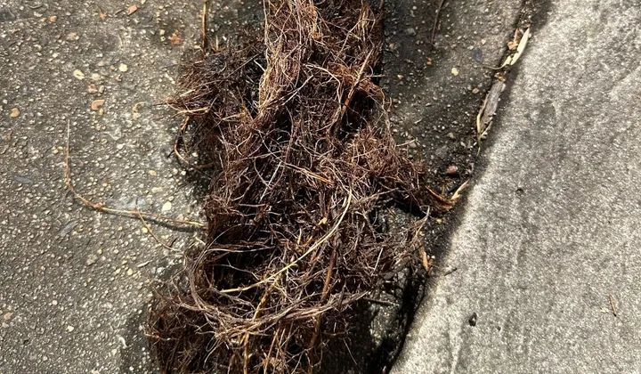 Mass of tree roots pulled out of a blocked sewer pipe in Quakers Hill