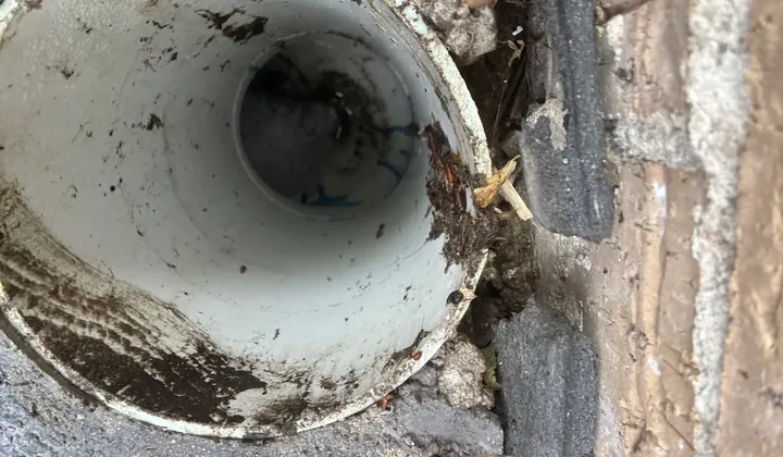 Drain opening cut back at ground level with debris inside the pipe at a house in Lidcombe