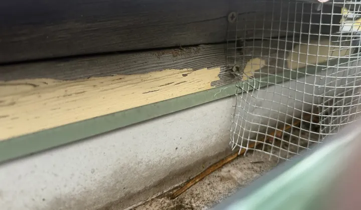 Twigs and silt in a gutter under a verandah roof edge, behind wire mesh, in Bexley