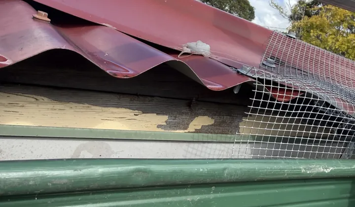 Wire mesh fitted from a verandah roof down over a green gutter in Bexley