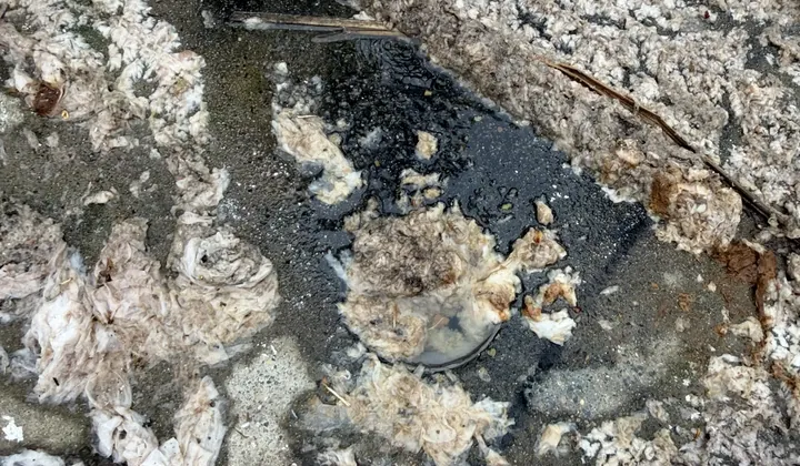 Sodden toilet paper and wipes around a blocked septic tank opening in Denham Court