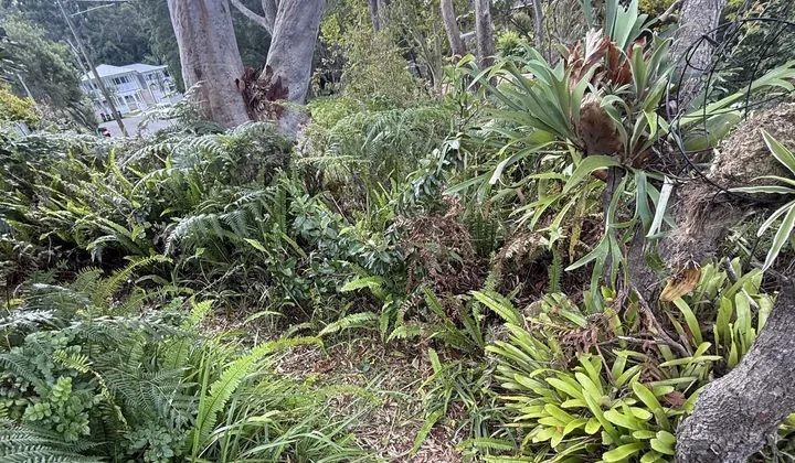 Large gum trees and ferns in the garden above the sewer line in Allambie Heights