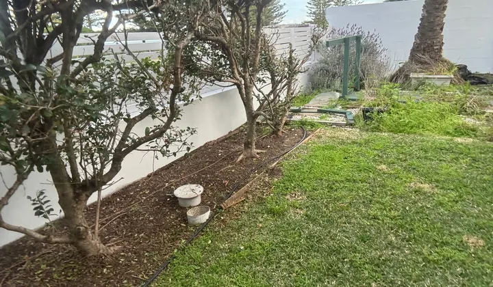 Trees in a garden bed with the sewer inspection openings between their trunks in Curl Curl