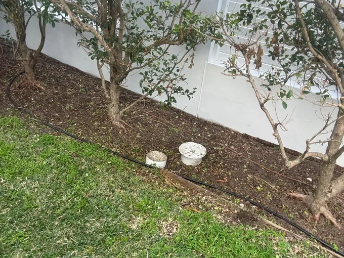 Two white drain inspection caps in a garden bed beside a lawn in Curl Curl