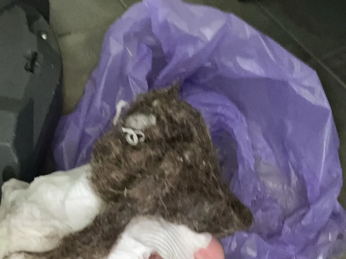 Clump of lint and hair pulled out of a blocked drain, held over a bin bag in Erskineville