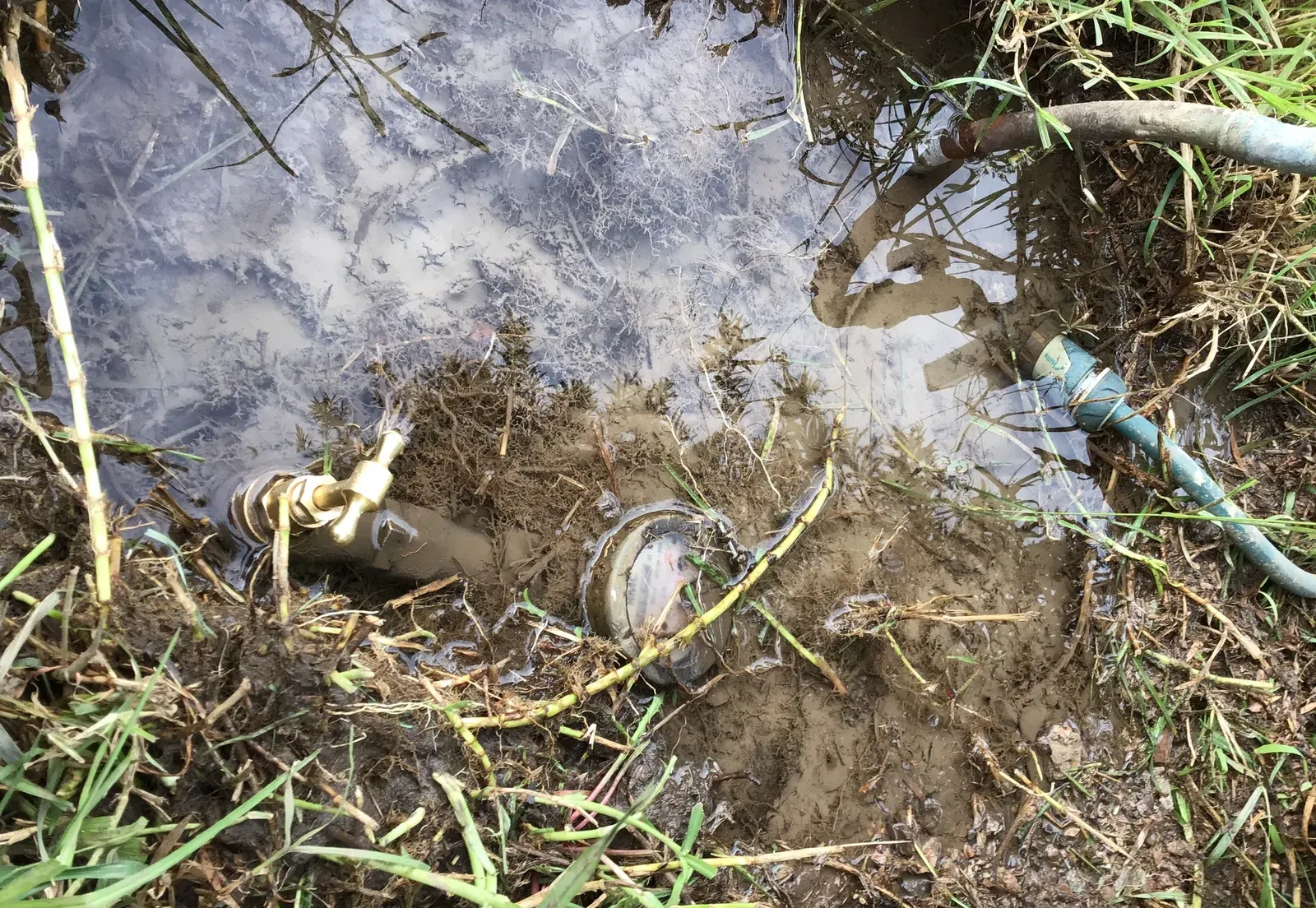 Water meter and its brass meter tap sitting in a flooded hole dug in the front lawn in Ambarvale