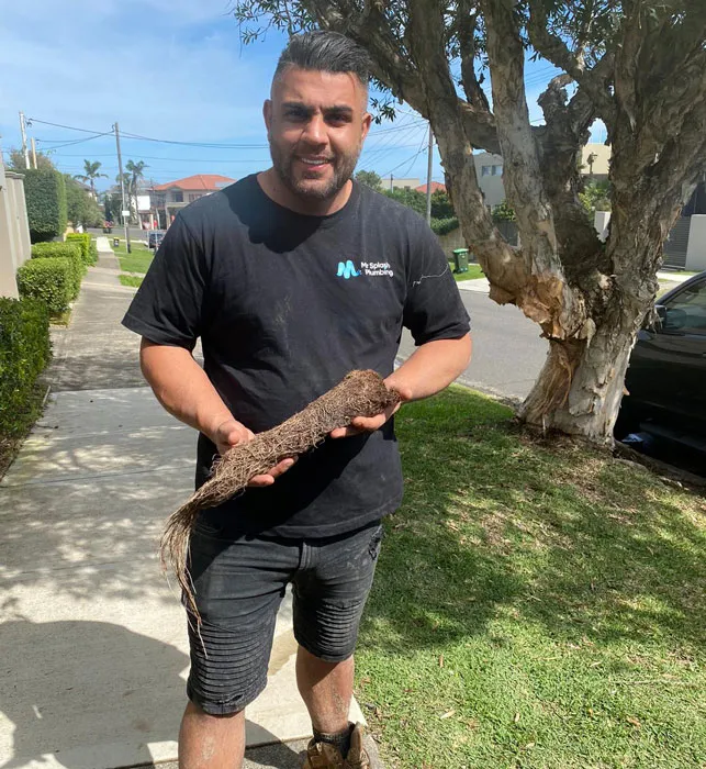 Tree root mass pulled from a Sydney sewer line, held by a Mr Splash plumber