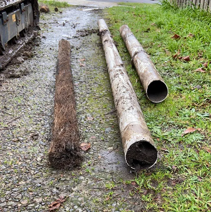 Tree root drain removal